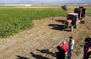 Burdur’da şeker pancarı hasadında yüksek rekolte...