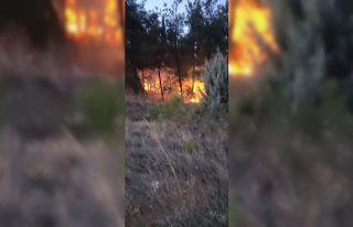 Bursa’da korkutan orman yangını