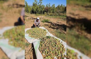 Çameli’de 2024 sezonu ceviz hasadı başladı