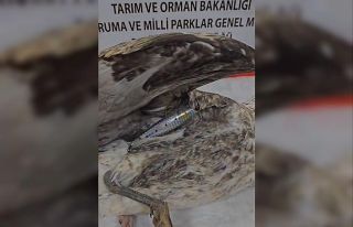 Çanakkale’de maket balık saplanan yaralı martıya...