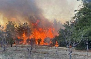 Çanakkale’deki orman yangınında 2 kişi gözaltına...