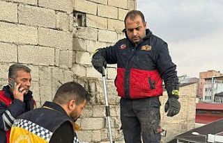 Çatıda mahsur kalan kedi itfaiye ekipleri tarafından...