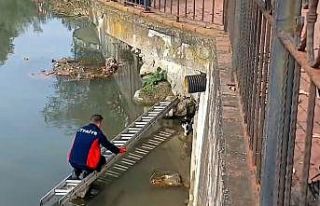 Çaya düşen kedinin yardım çağrısına itfaiye...