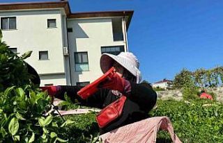Çayda 4. sürgün geldi, üreticilerin yüzü güldü