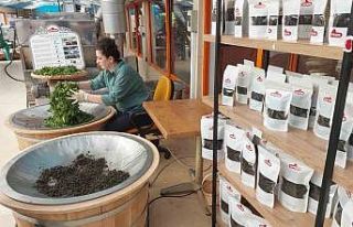 ÇAYKUR müstahsiller için kurdu, mini fabrikası...