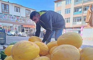 Çemişgezek’in her mevsime dirençli kış kavunu...