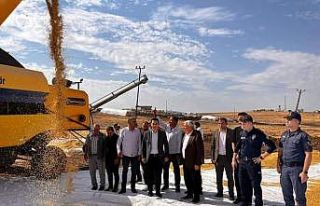 Çermik’te tescilli Karacadağ pirinci hasadı başladı