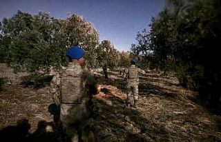 Çiftçinin zeytinine jandarma koruması