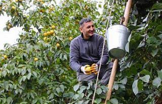 Çiğdemlik köyünde bütün ağaçlar ‘sarı altın’:...