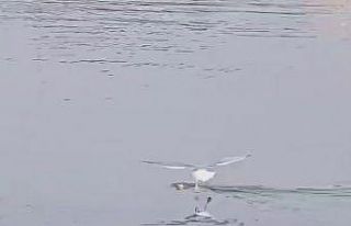 Cizre’de su yüzeyine çıkmaya çalışan su samuru,...