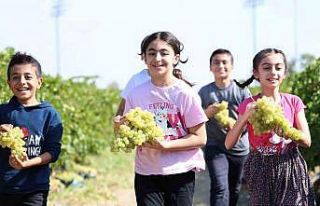 Çocuklar üzüm hasadına renk katıyor
