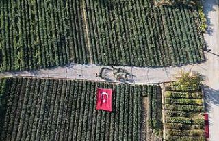 Cumhuriyetin 101 için zeytin fidanlarıyla Türk...