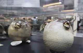 Denizlerdeki 400 farklı canlı türü İzmir’de...