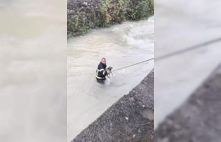 Dereye düşen köpeği boğulmaktan itfaiye ekipleri...