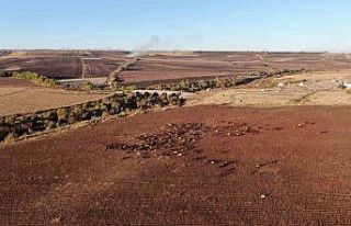 Diyarbakır’a gelen konargöçer aile, 6 ay Kral...