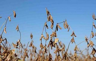 Diyarbakır’da bu yıl 35 bin dekar soya fasulyesi...