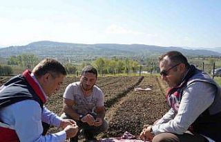 Doğada toplanması yasak olan salebin üretimi artıyor:...