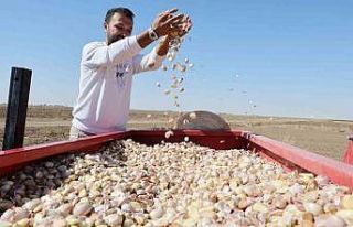 Doğal antibiyotik Aksaray organik sarımsağında...