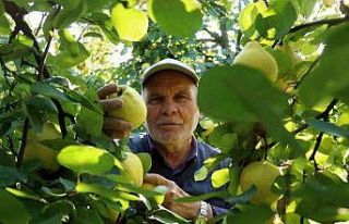 Dünyada rakibi yok: Dalların altın sarısında...