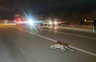 (Düzeltme) Van’da köpeğe çarpmamak için kaza...