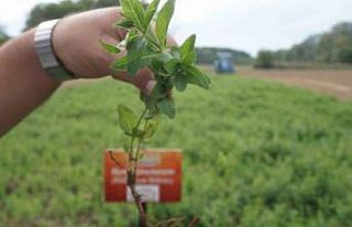 "Edirne kırmızısı" doğduğu topraklarda...