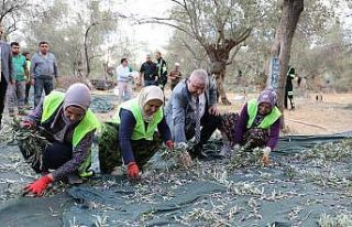 Edremit Belediyesi’nde zeytin hasadı başladı