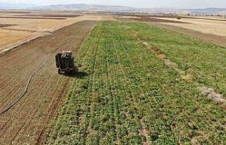 Elazığ’da 37 bin dönüm alanda pancar hasadı...
