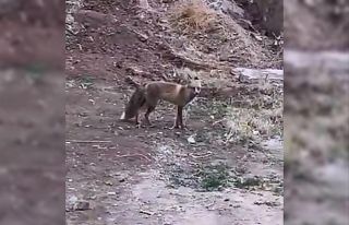 Elazığ’da aç kalan tilki yiyecek bulmak için...