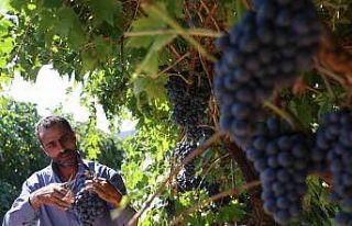 Elazığ’da bağbozumu heyecanı: Üzüm hasadı...