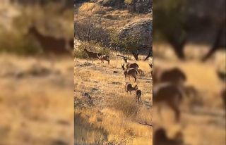 Elazığ’da koruma altında olan dağ keçileri...