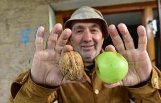 Elma büyüklüğündeki cevizler hayrete düşürüyor