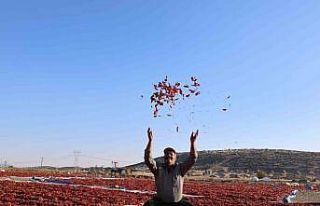 En acı hasat: Maraş biberinde üretim 50 bin ton