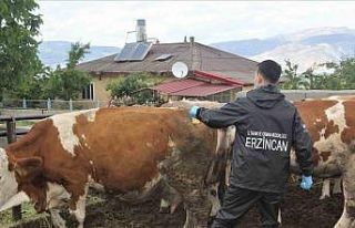 Erzincan’da şap aşılama programı başlatıldı