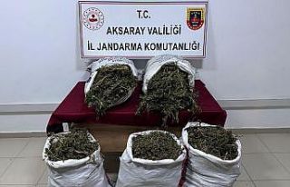 Evinin bahçesinde kenevir yetiştiren şahıs tutuklandı