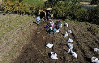 Ezberlerdeki patates algısını bozan tatlı patateste...