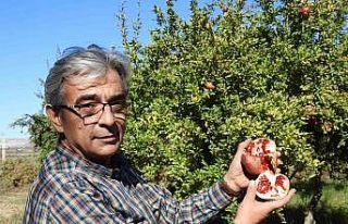 Gaziantep’te çiftçiler nar hasadına hazırlanıyor