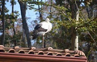 Göç yolundaki leylekler bu evde şifa buluyor