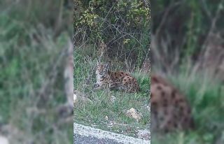 Görüntülediği vaşak kaçınca verdiği tepki...