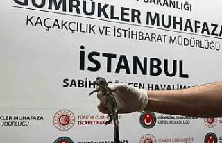 Gümrük Muhafaza ekipleri canlı hayvan kaçakçılığına...