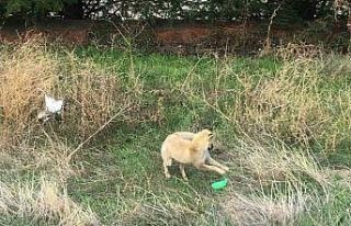 Gündüz vakti şehir merkezine inen tilkinin plastik...