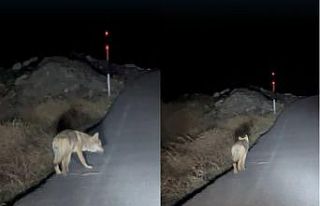 Hakkari’de aç kalan kurt yerleşim alanına indi