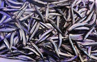 Hamsiyi denizde göremeyen balıkçı kaygılanıyor