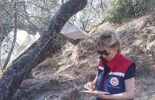 Hasat öncesi zeytin bahçeleri kontrol edildi