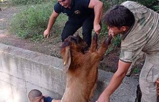 Havuza düşen keçileri itfaiye kurtardı