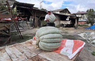 Hayvan gübresiyle yetiştirilen bal kabağı 40 kilogram...