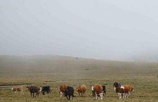 Herkesin gezmek istediği yaylalar onların geçim...