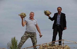 Hisarcık’ta şeker pancarı üretiminde artış