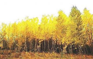 Hisarcık’ta sonbahar güzelliği