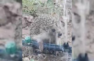 Hortumdan kana kana su içen kirpinin sevimli halleri...