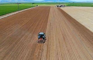 Hububat ekiminde ’tasarruf edelim’ derken zarara...